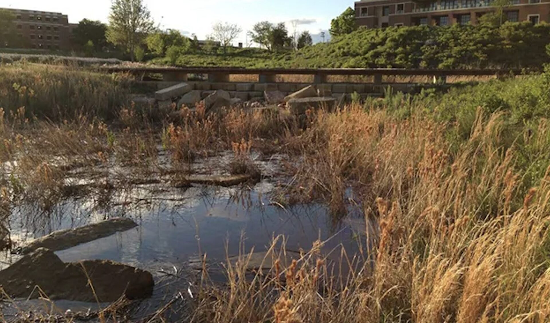 Blackland prairie at the George W. Bush Presidential Center, Dallas, Texas / Blackland Collaborative